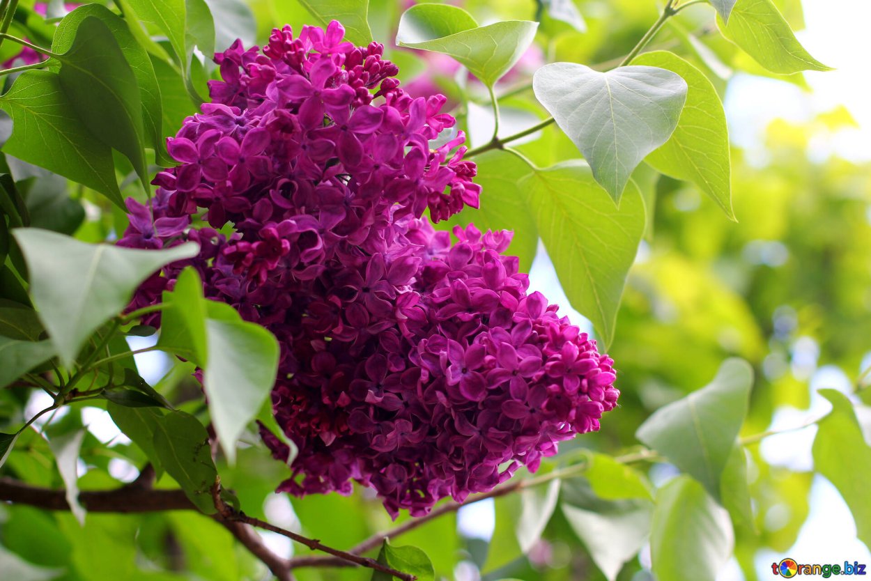 Сирень Звегинцева (Syringa sweginzowii)
