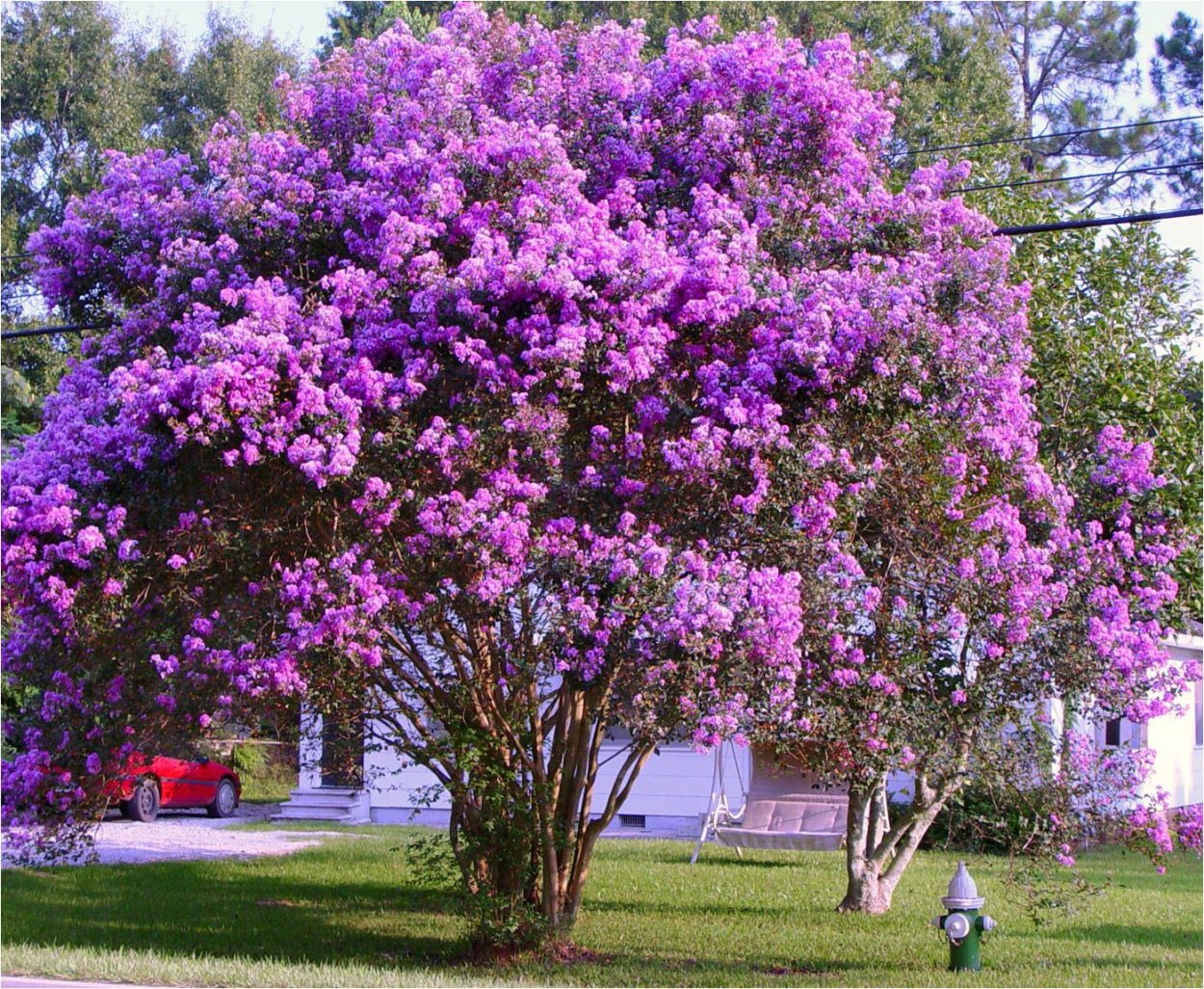 Сирень обыкновенная Syringa vulgaris декоративность