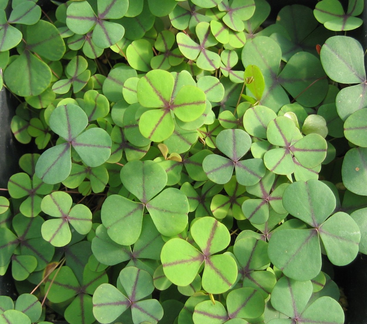 Кислица рожковая (Oxalis corniculata)