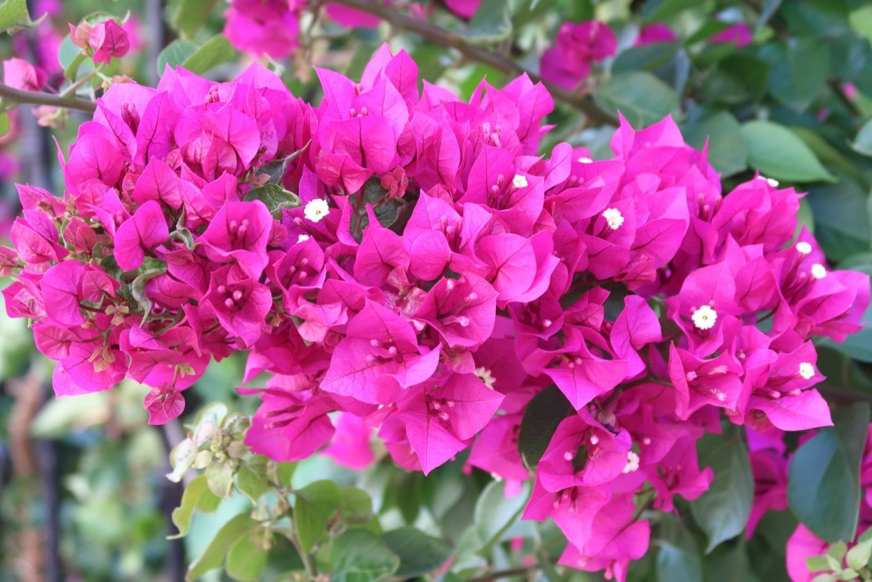 Бугенвиллия в Греции