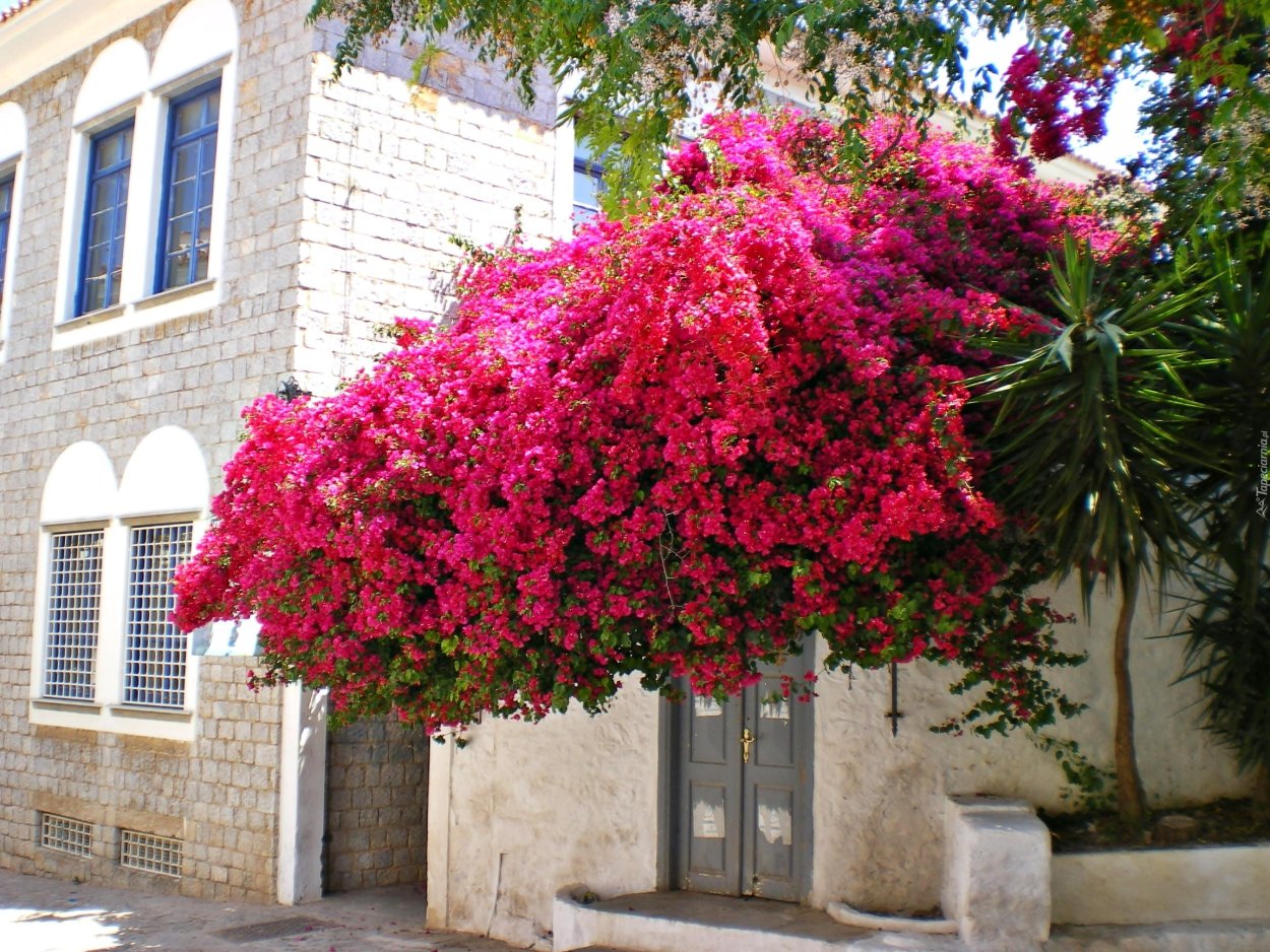 Бугенвиллея вечнозеленый вьющийся кустарник