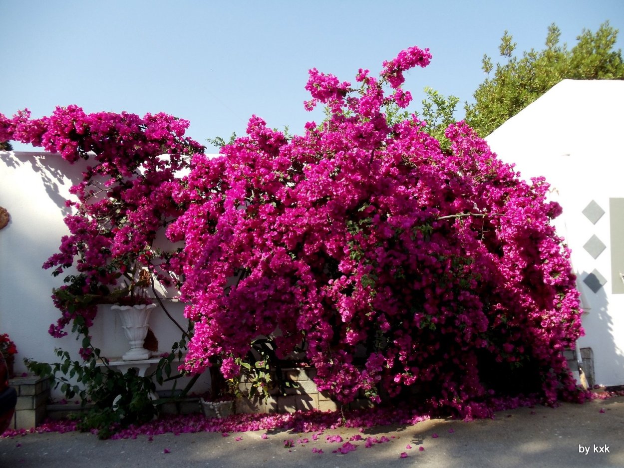 Лиана бугенвиллия