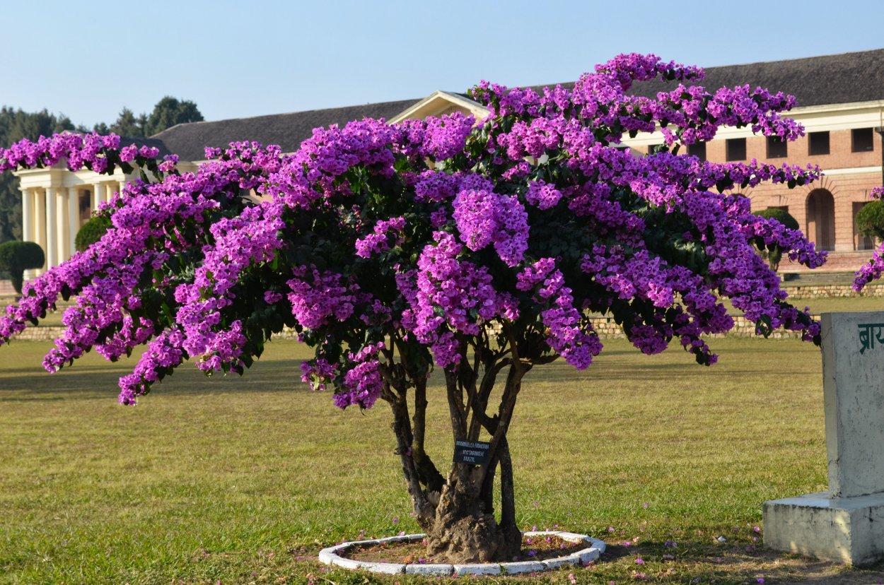 Бугенвиллия Limberlost Beauty