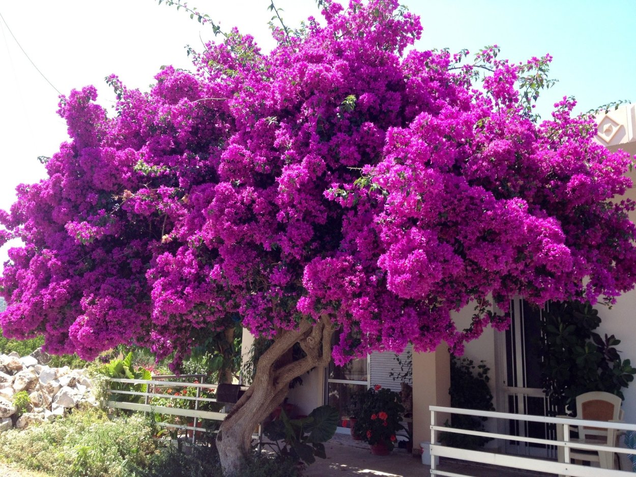 Бугенвиллия Сабина