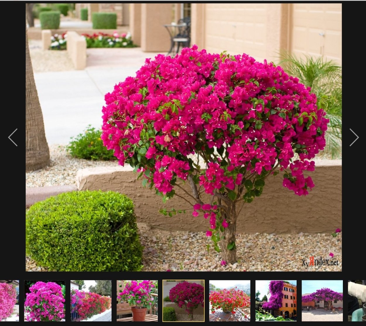 Бугенвиллия Лиана уличная