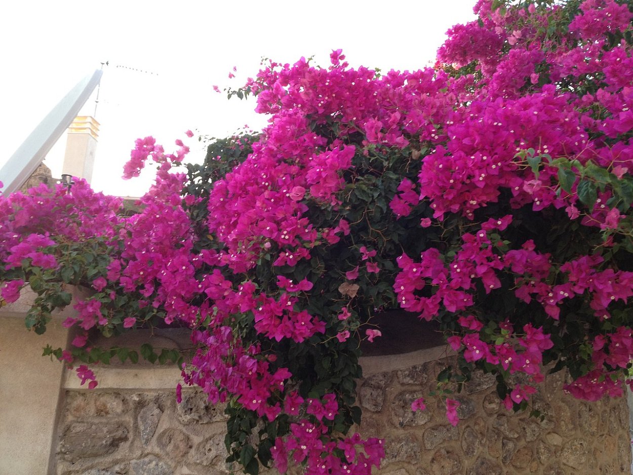 Банзай бугенвиллия