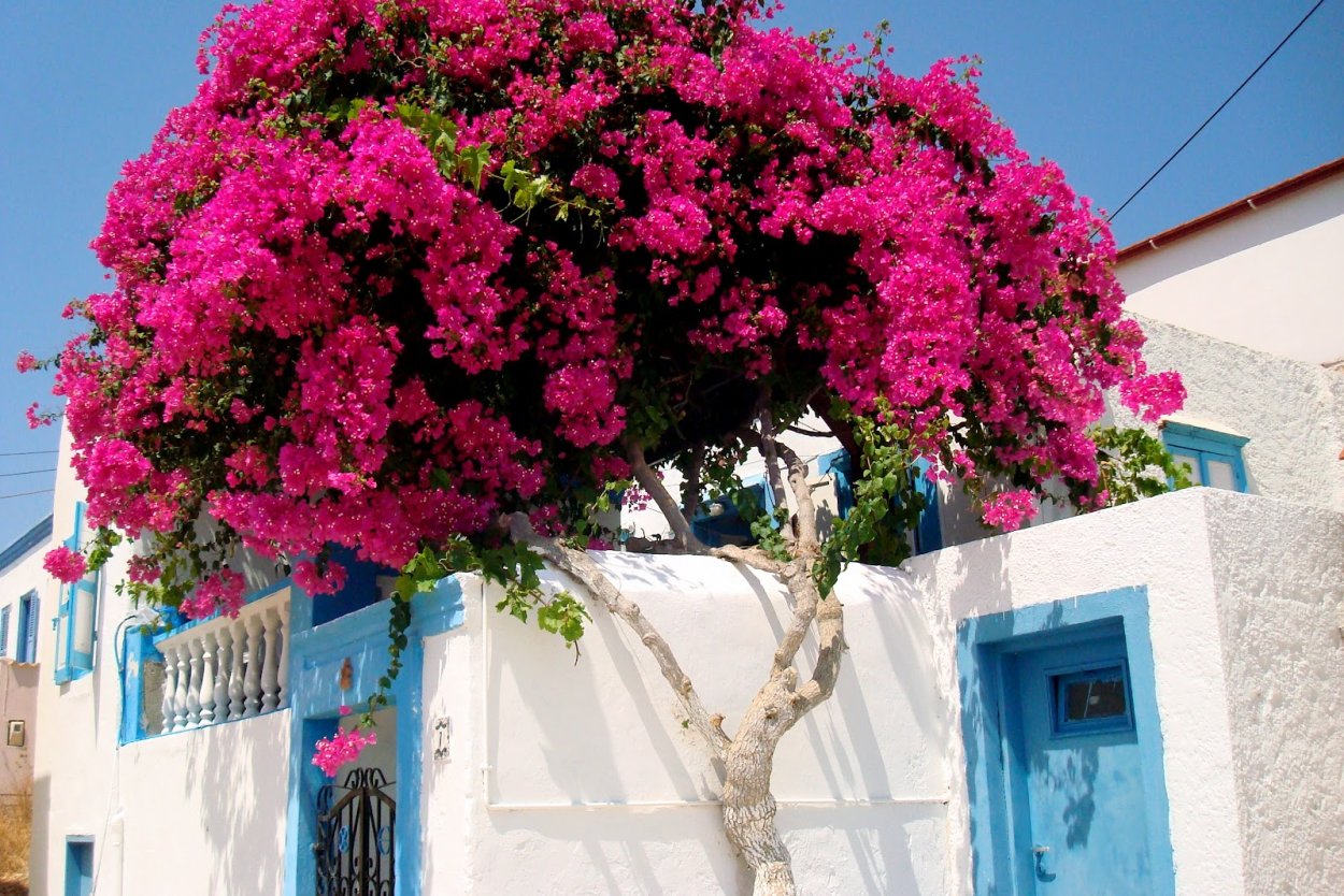 Бугенвиллия glabra оранж