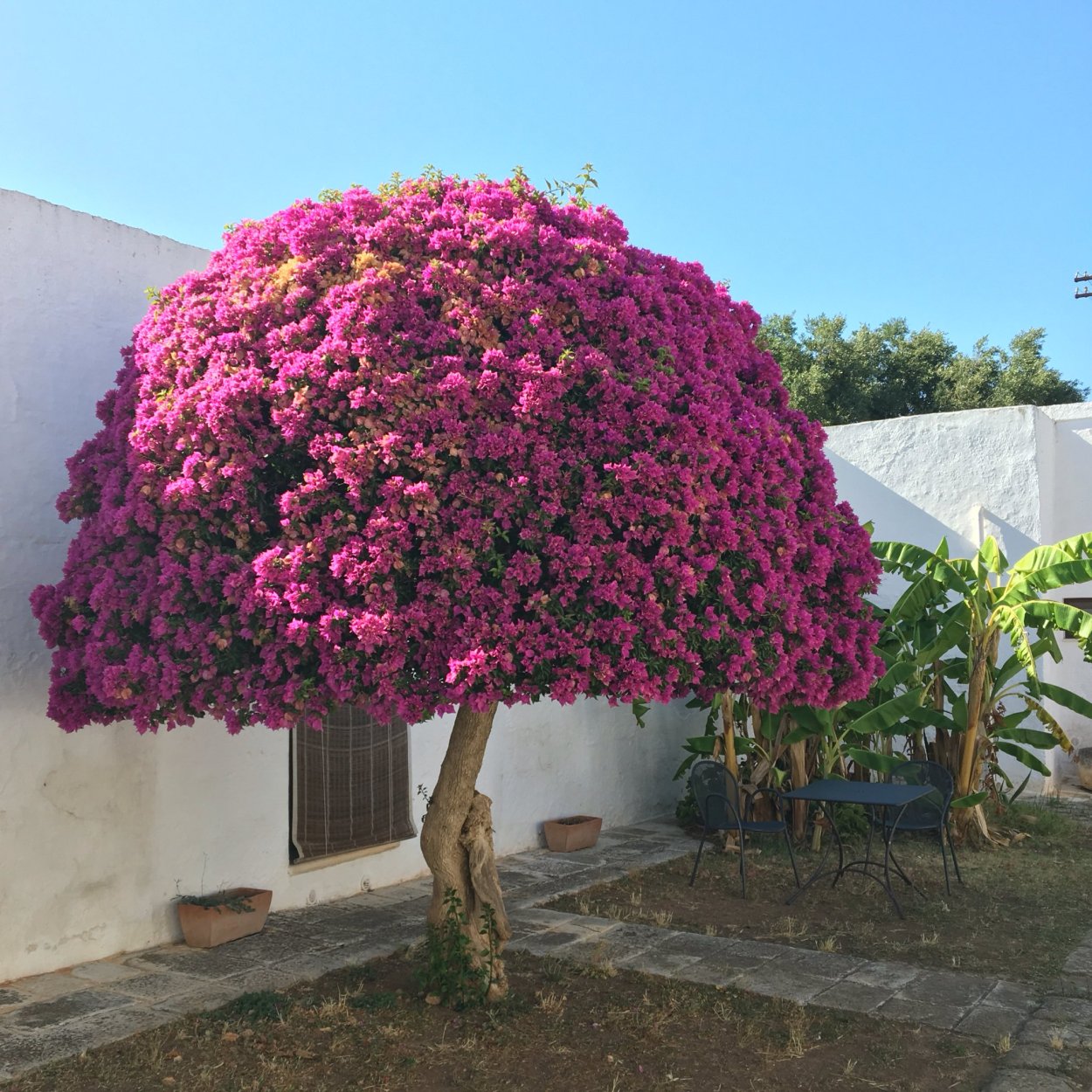 Бугенвиллия Мексика