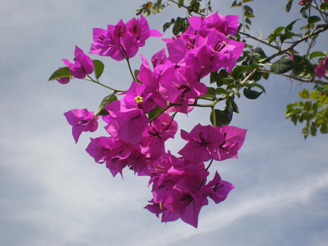 Бугенвиллия белая
