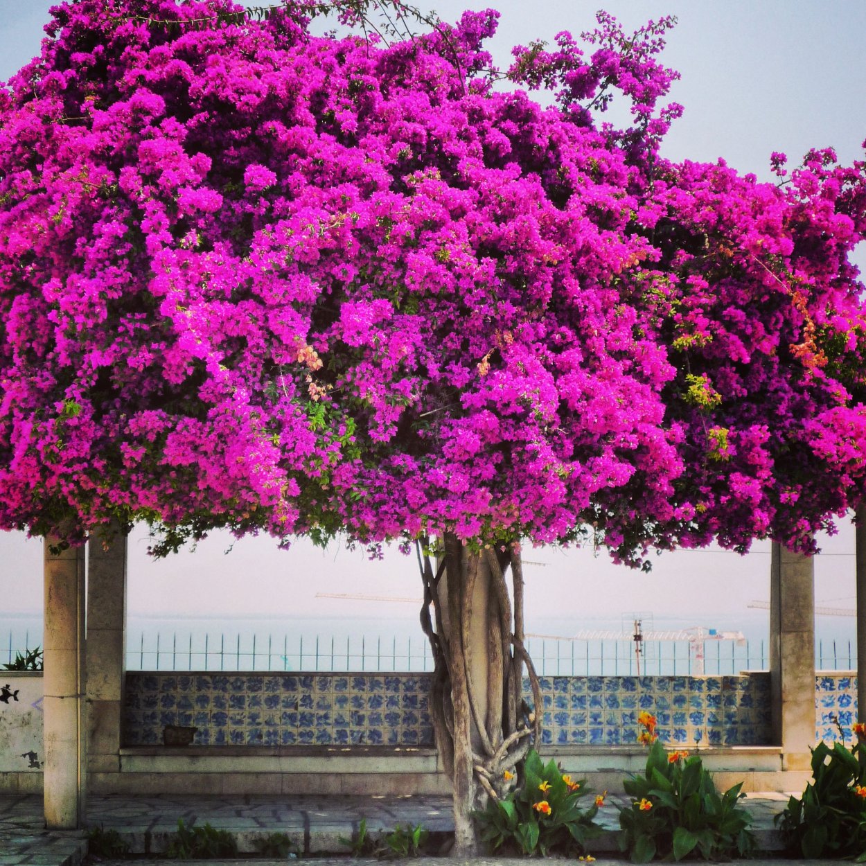 Бугенвиллия штамбовая