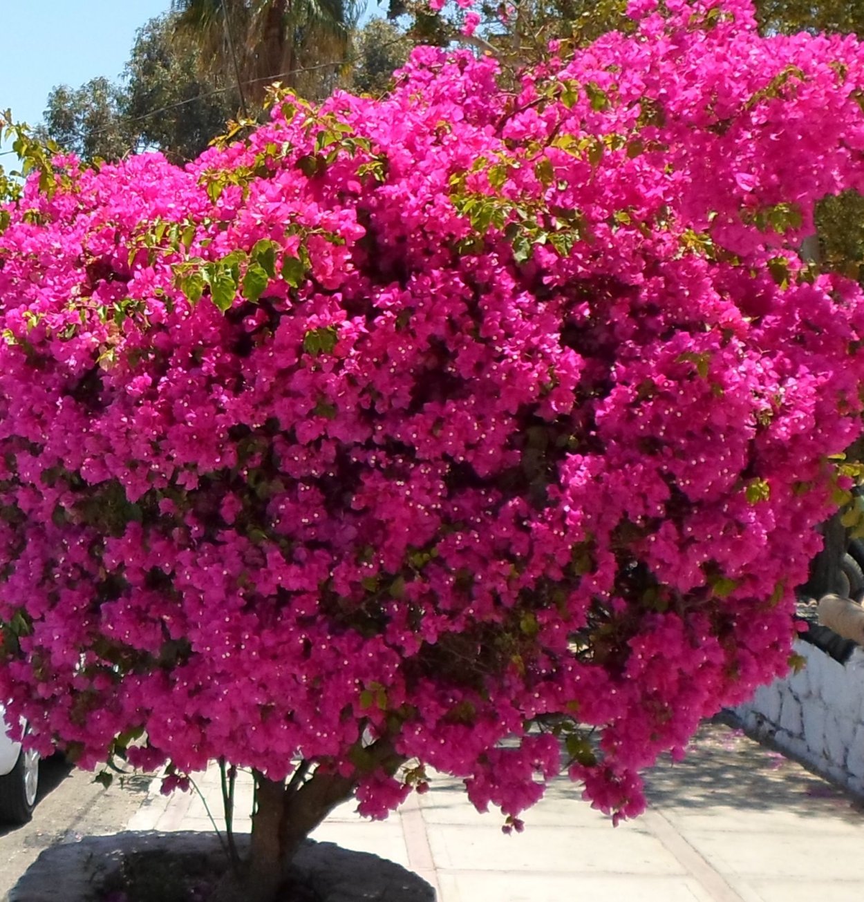 Бодрум бугенвиллия