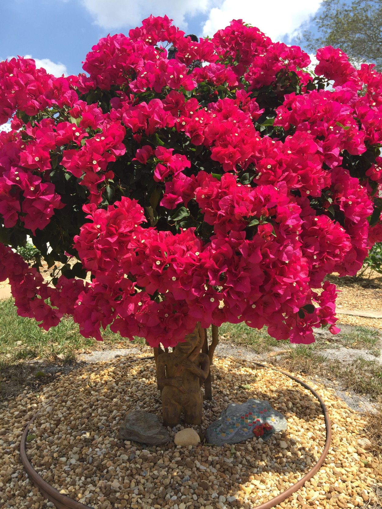 Лиана бугенвиллия