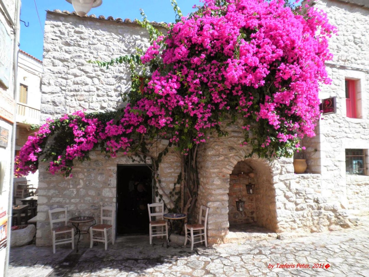 Бугенвиллии ярко розовая фуксия