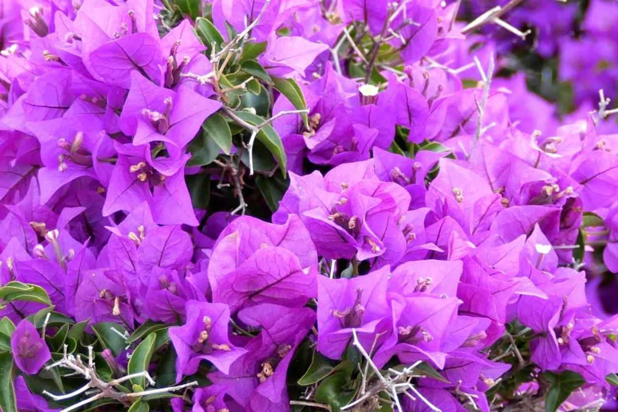 Лиана бугенвиллия