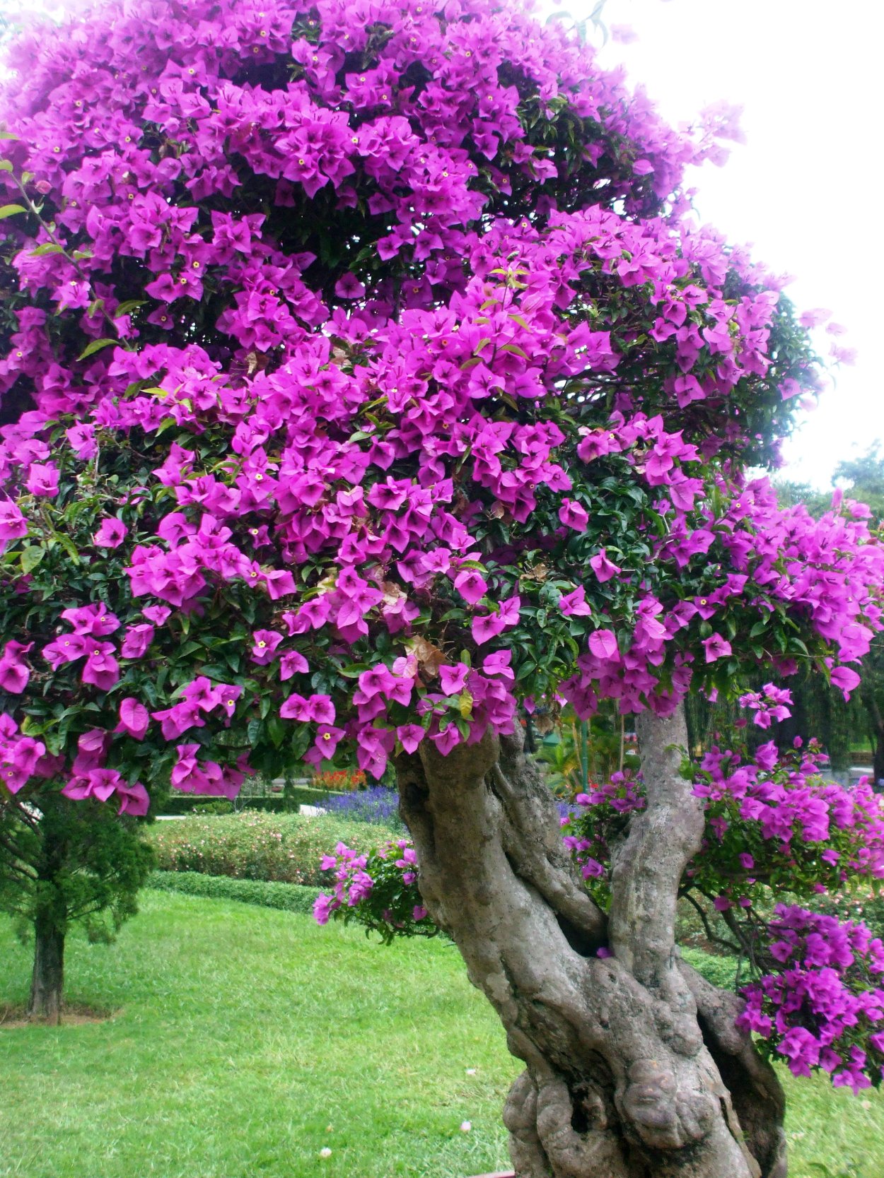 Майорка пергола бугенвиллия