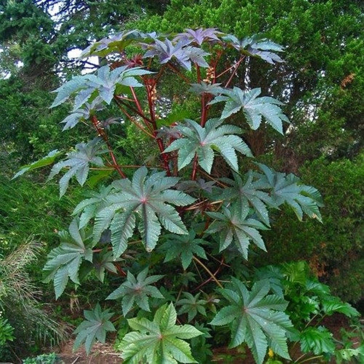 Клещевина Ricinus communis