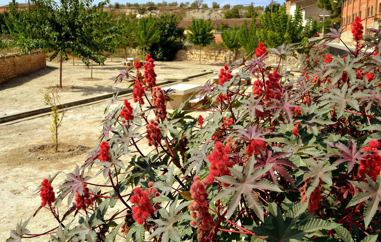Клещевина (Ricinus)