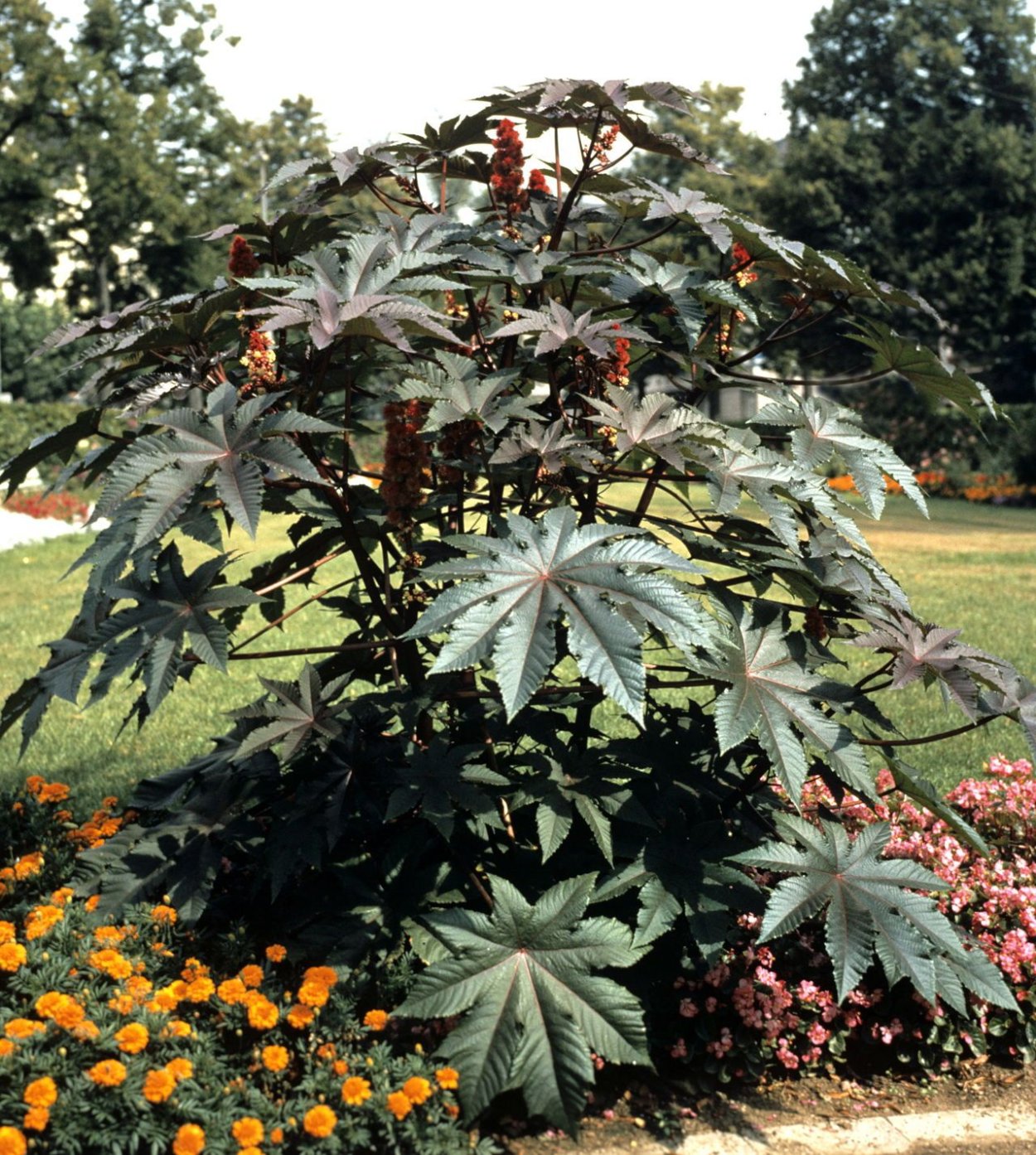 Клещевина Ricinus communis