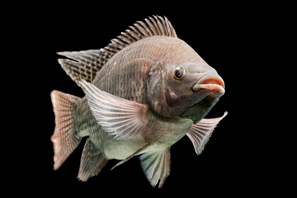 Oreochromis niloticus рыба