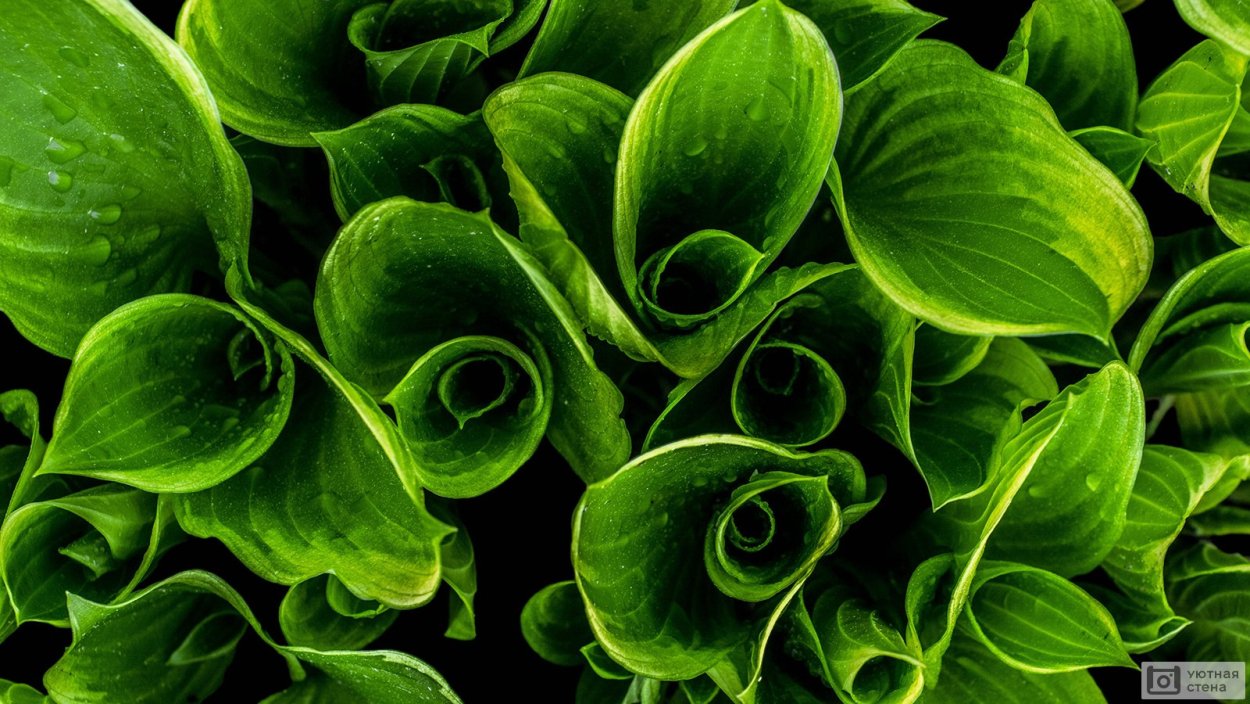 Красивые листья растений