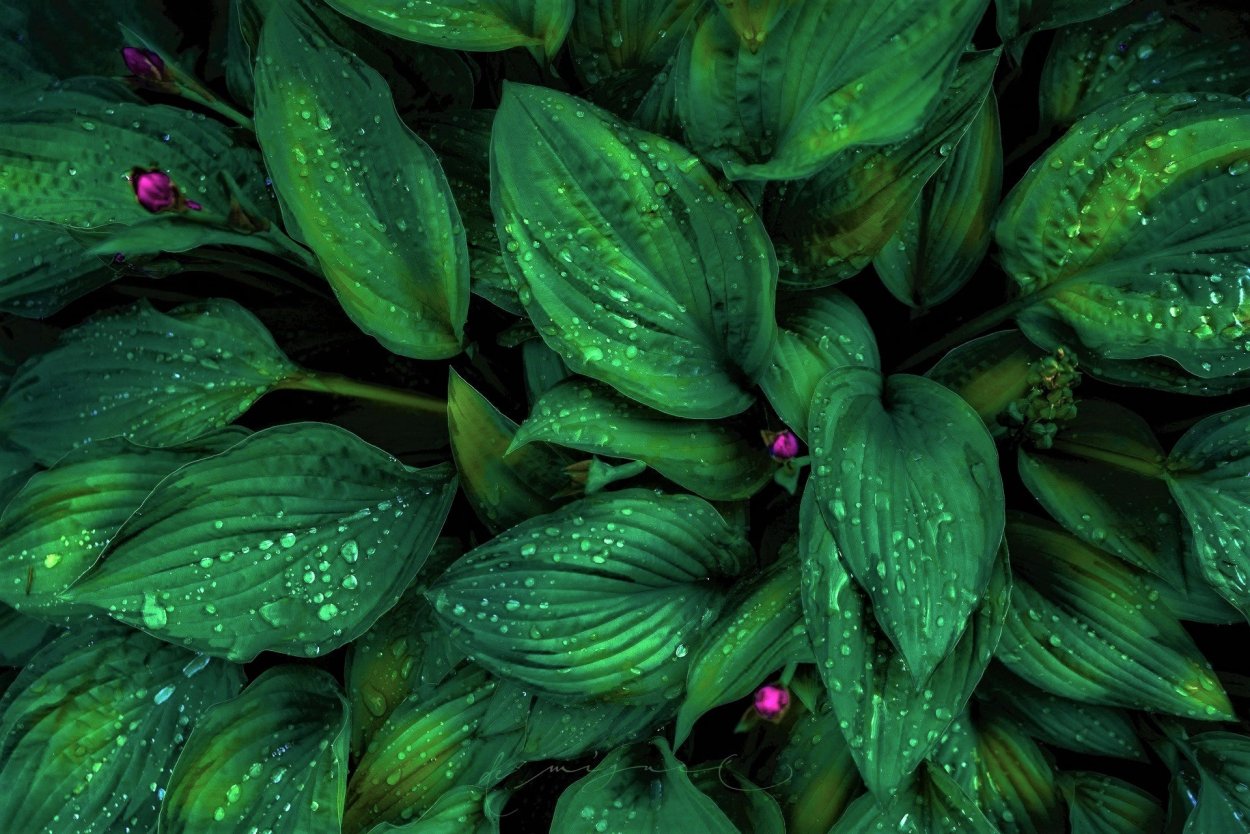 Красивый зеленый