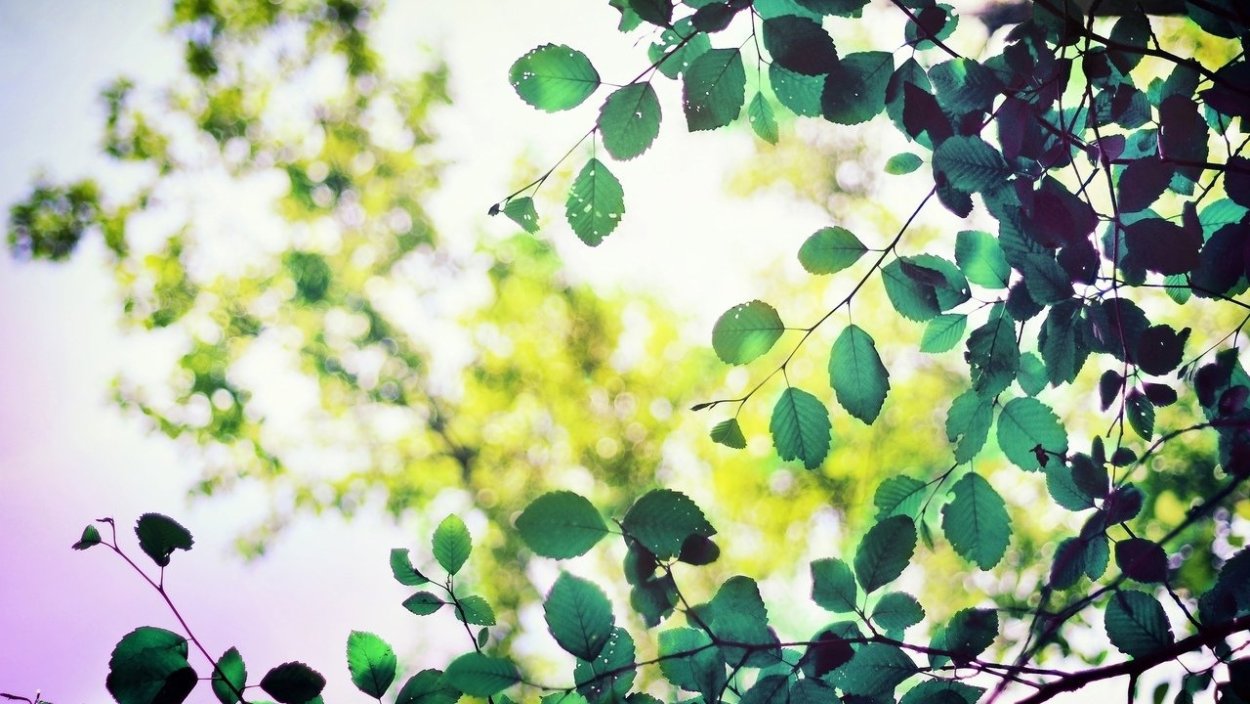 Красивые деревья с зелеными листочками