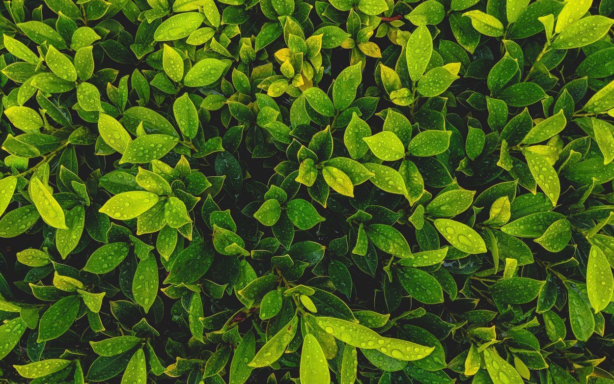 Зелень листья