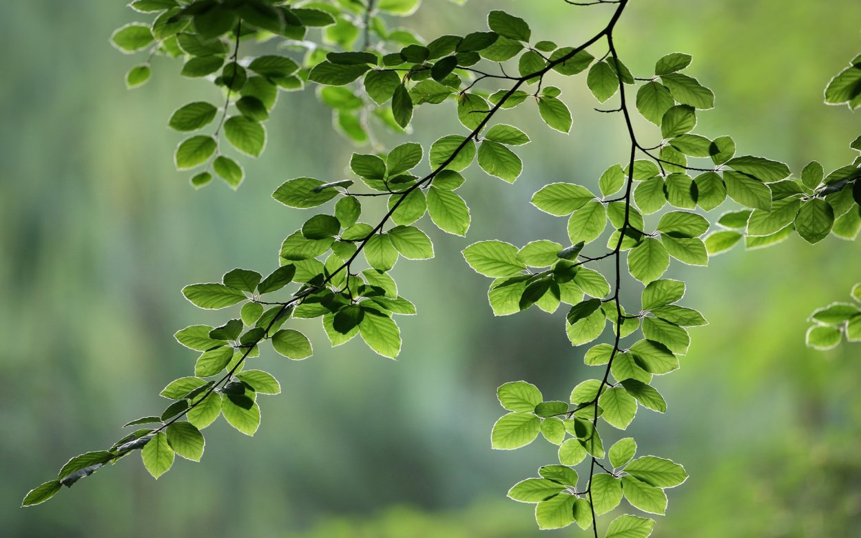 Зеленая ветка