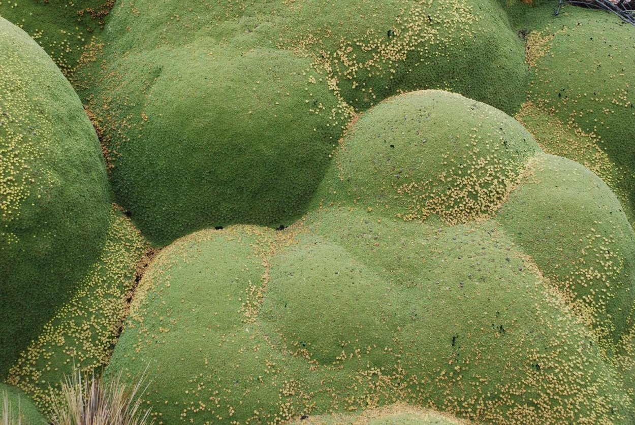 Ярета Аргентина