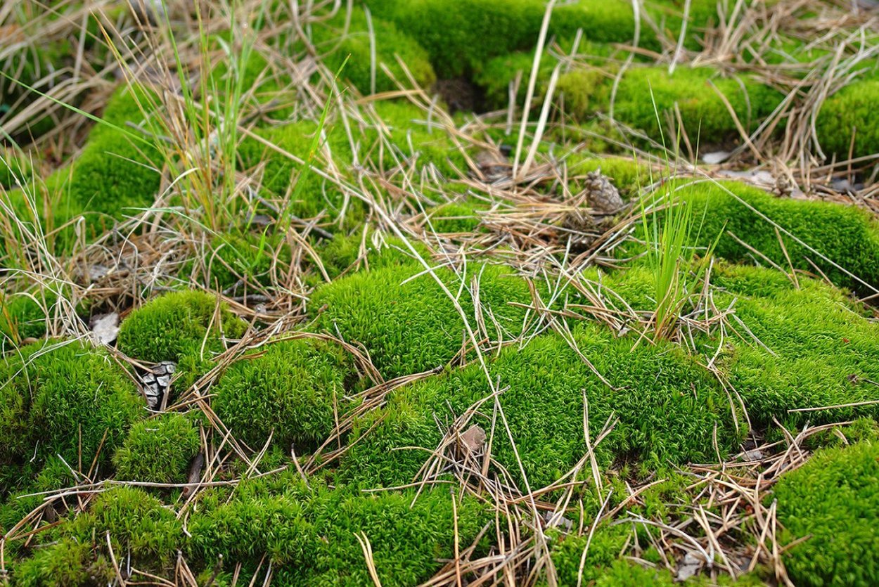 Написать сообщение о мхе вид