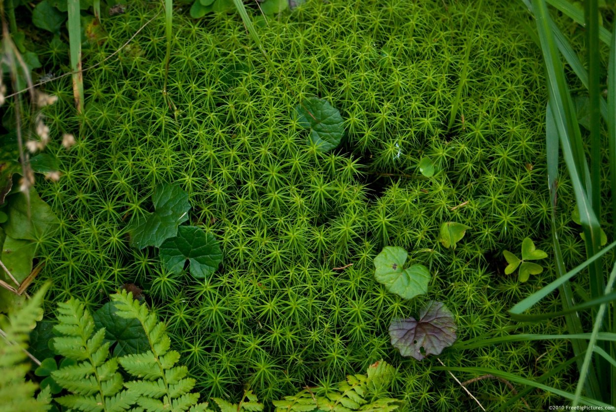 Гигрофиты сфагнум