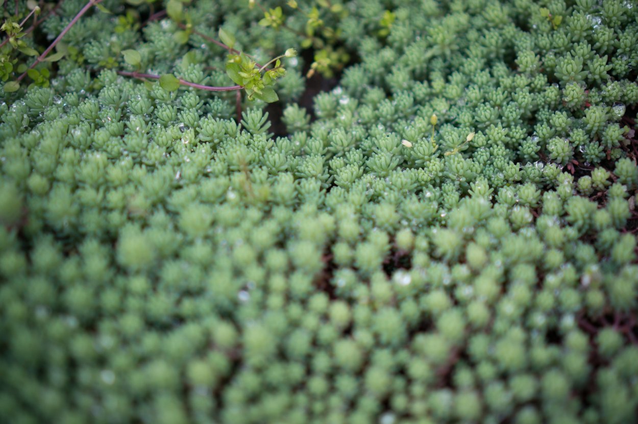 Суккулентный мох