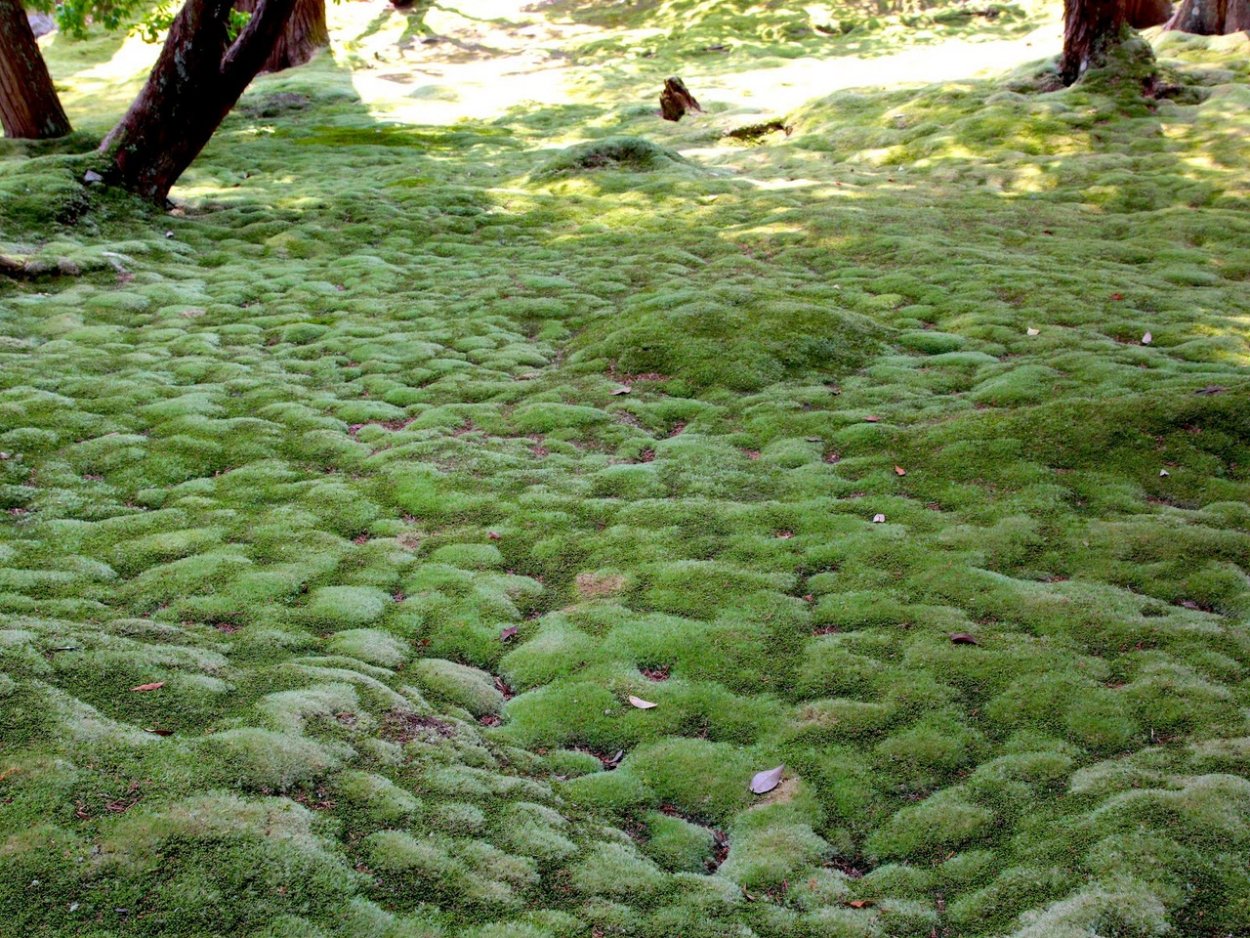 Сад мхов Мшанка