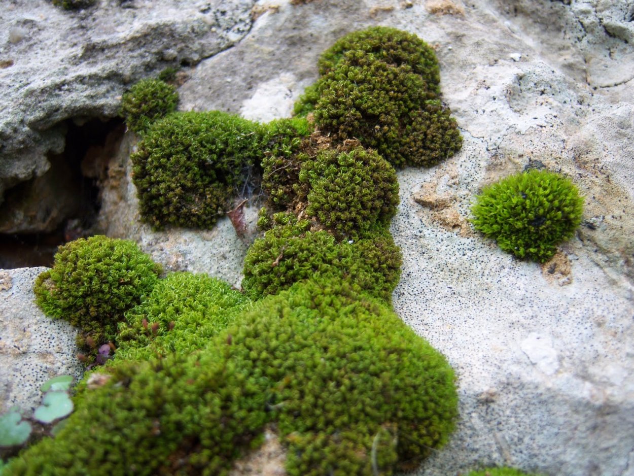 Мох павлиний