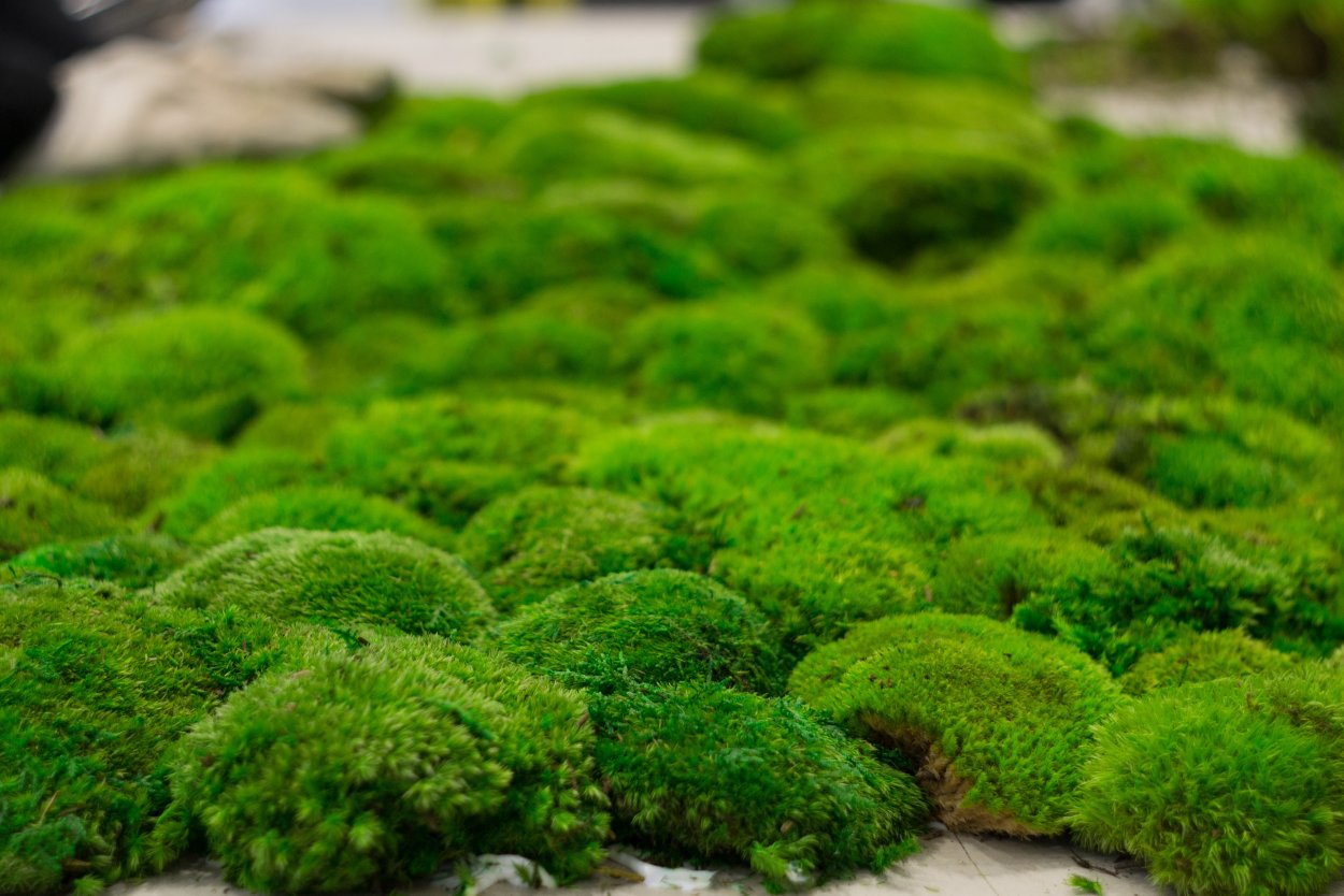 Мох ягель зеленый