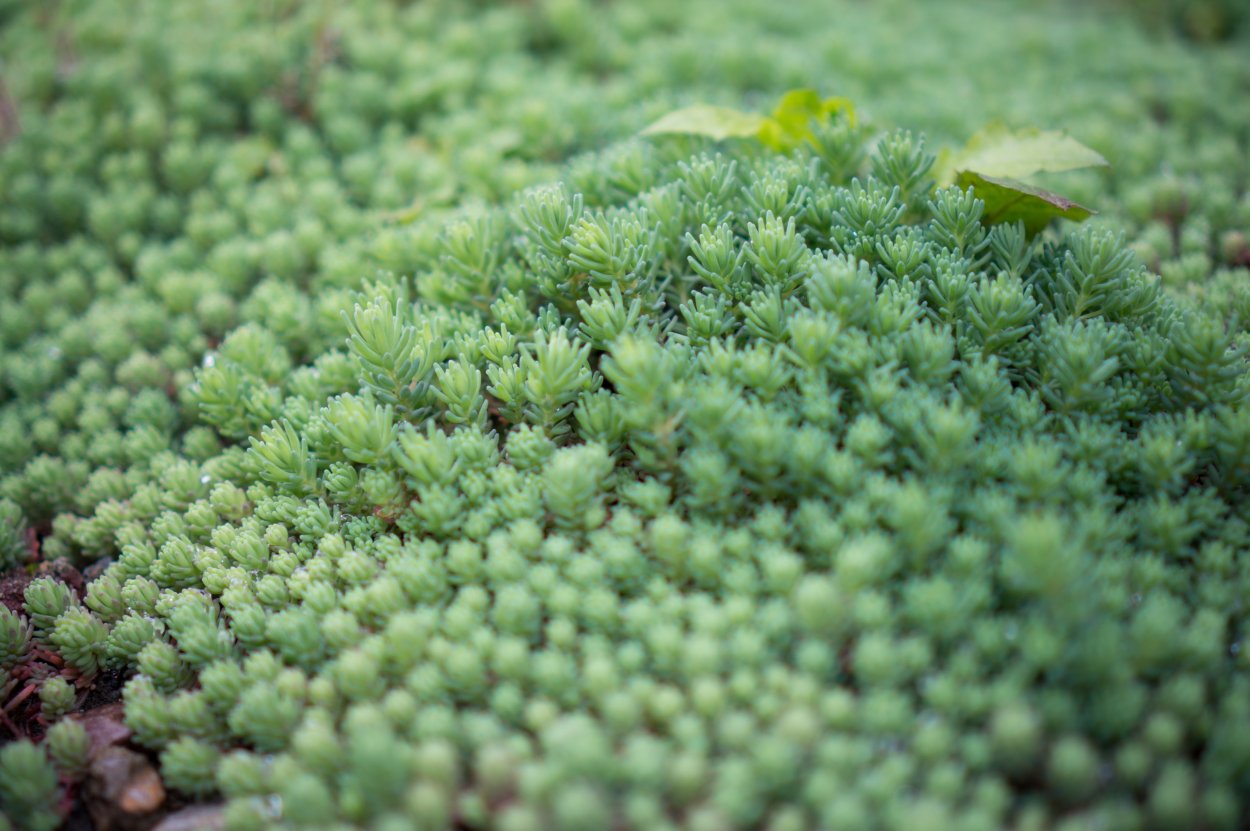 Мох Айова суккулент