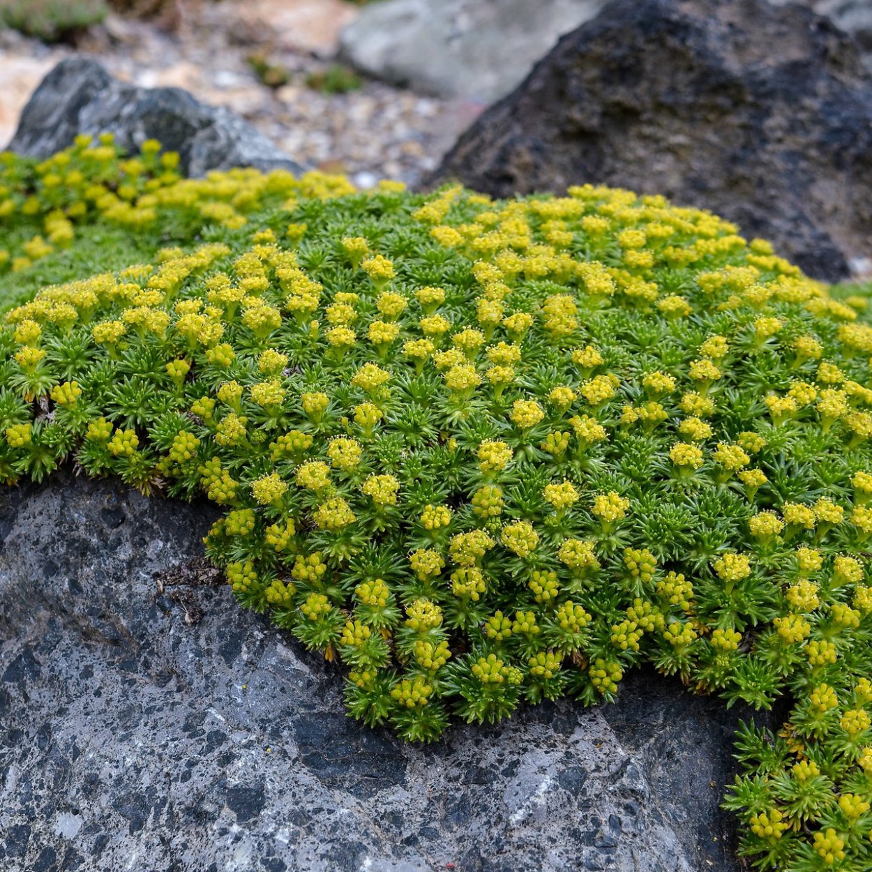 Азорелла трехвильчатая