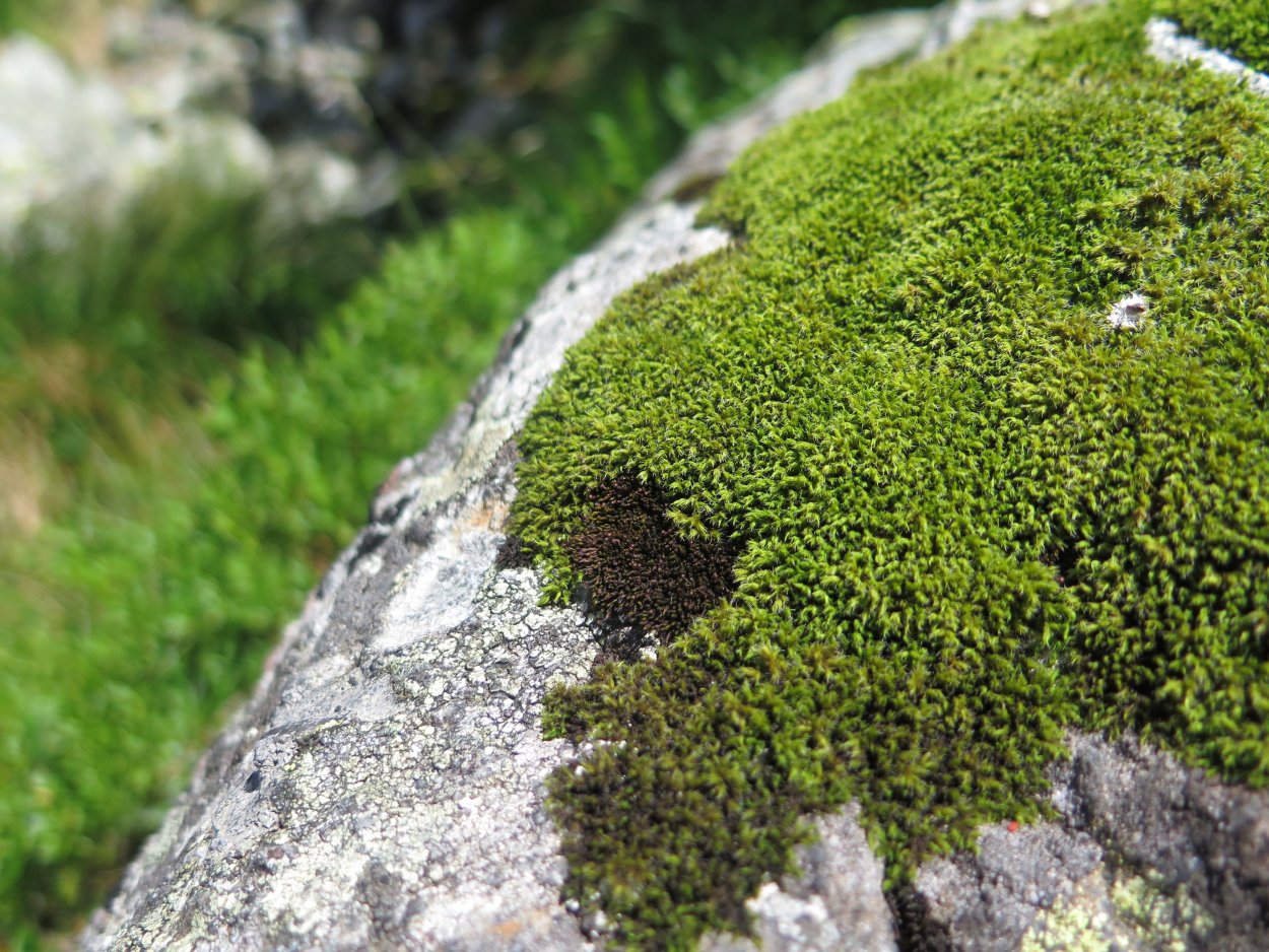 Литофильные мхи