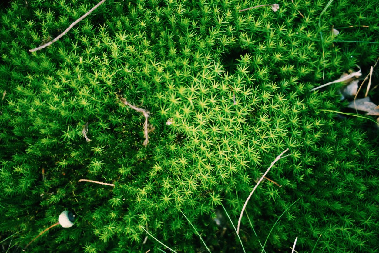 Тетрафисовые мхи