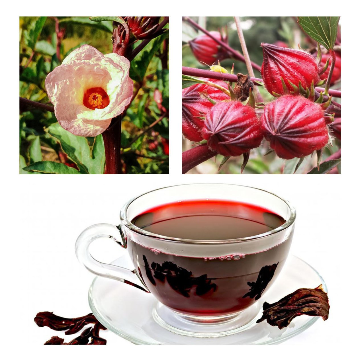 Chinese Hibiscus sabdariffa чай