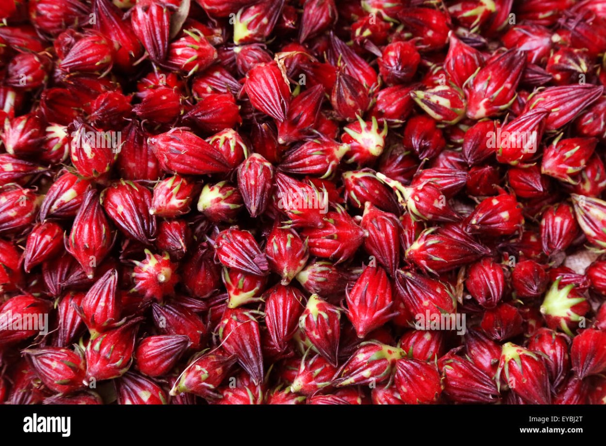 Hibiscus плод