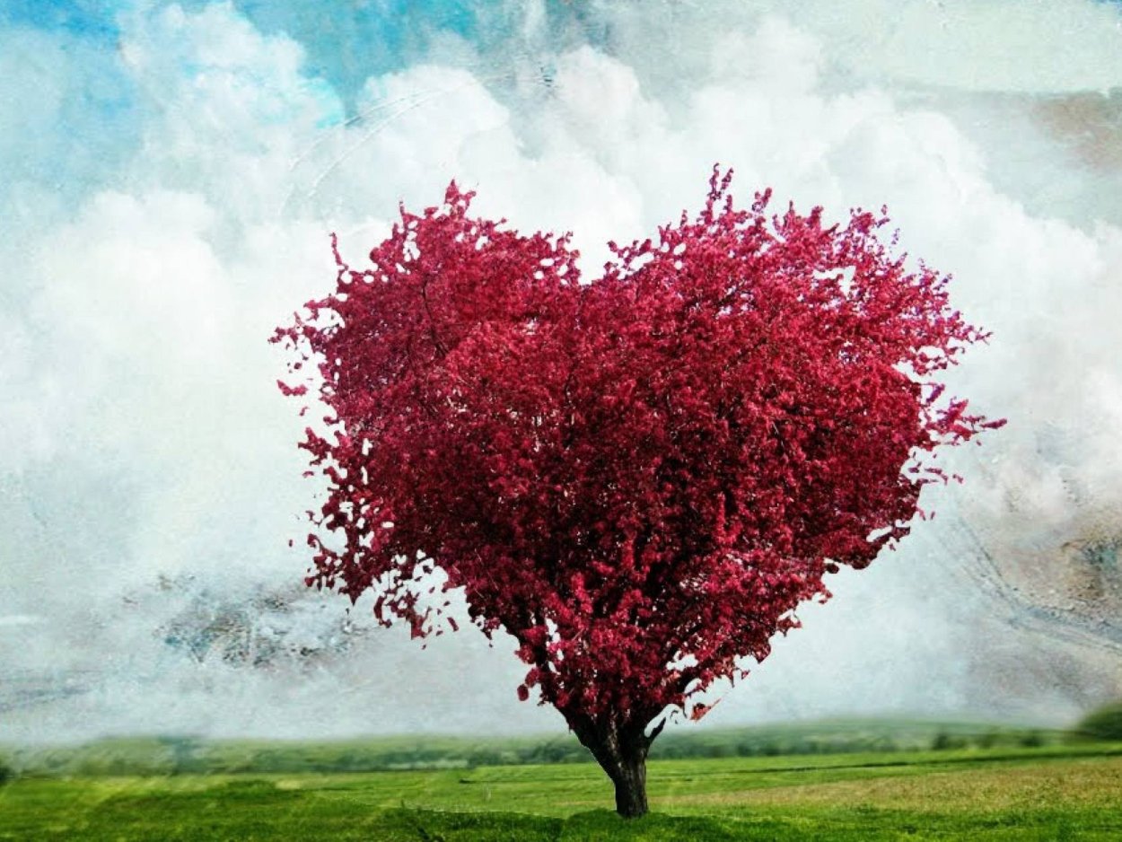 дерево в виде сердца фото