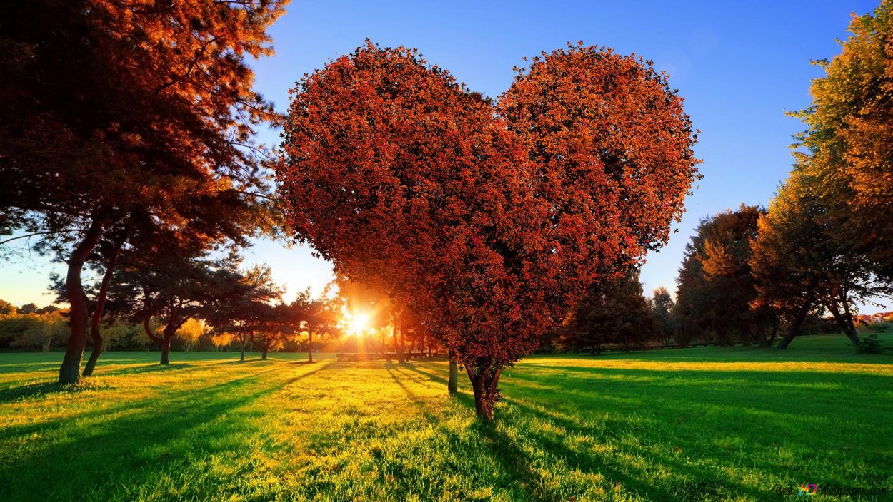 Красивое дерево