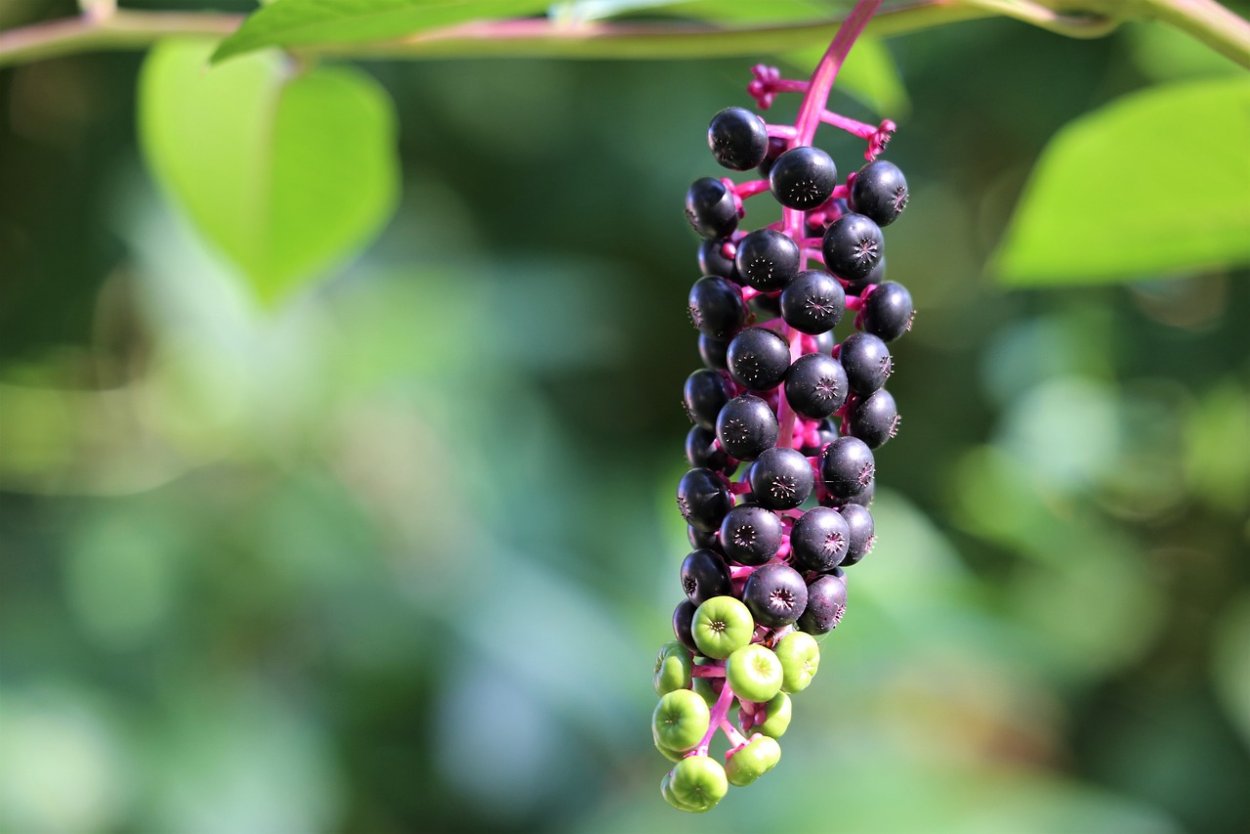 Фитолакка (Phytolacca Americana)