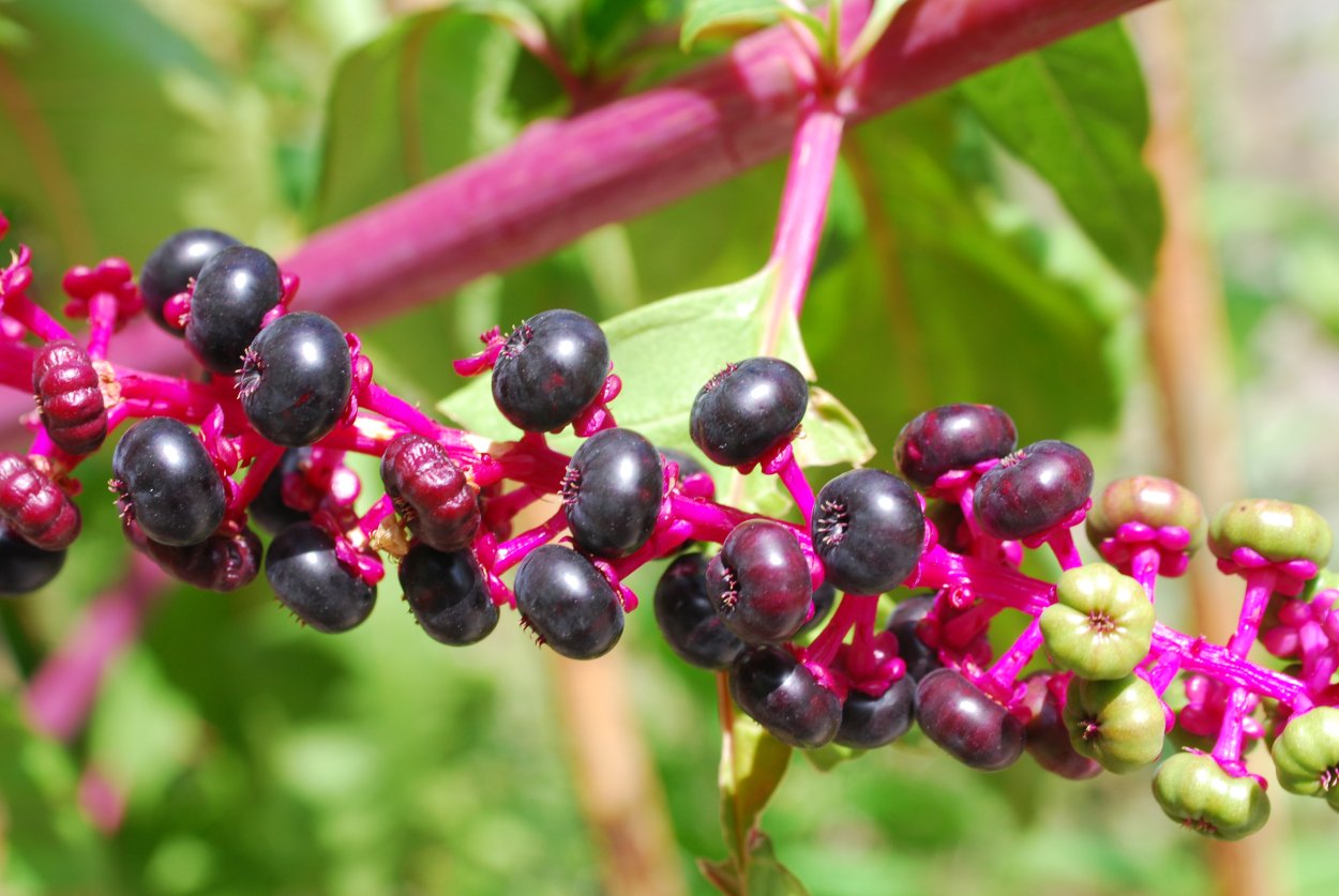 Phytolacca decandra