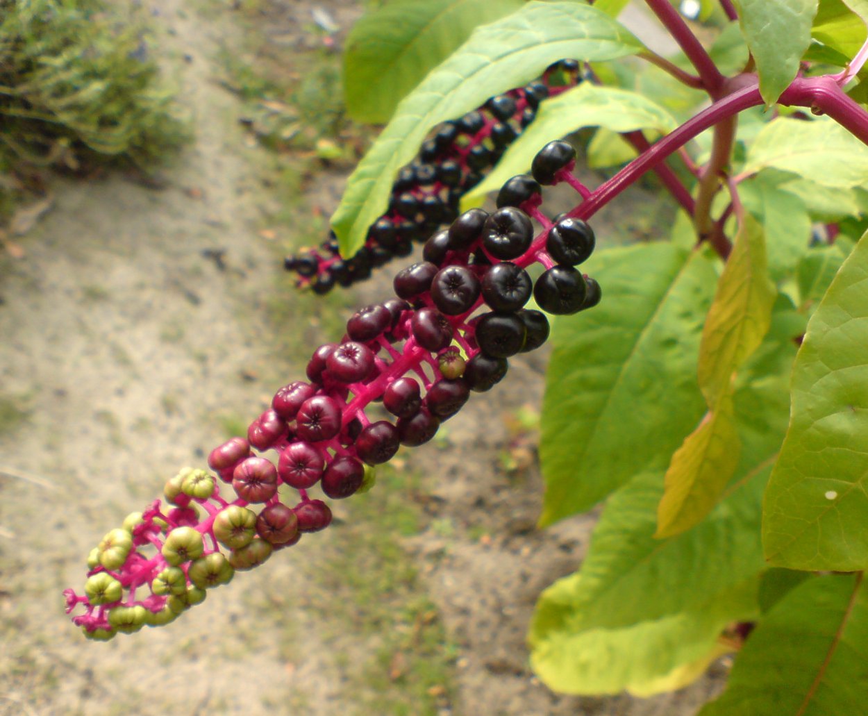 Лаконос американский (Phytolacca Americana)