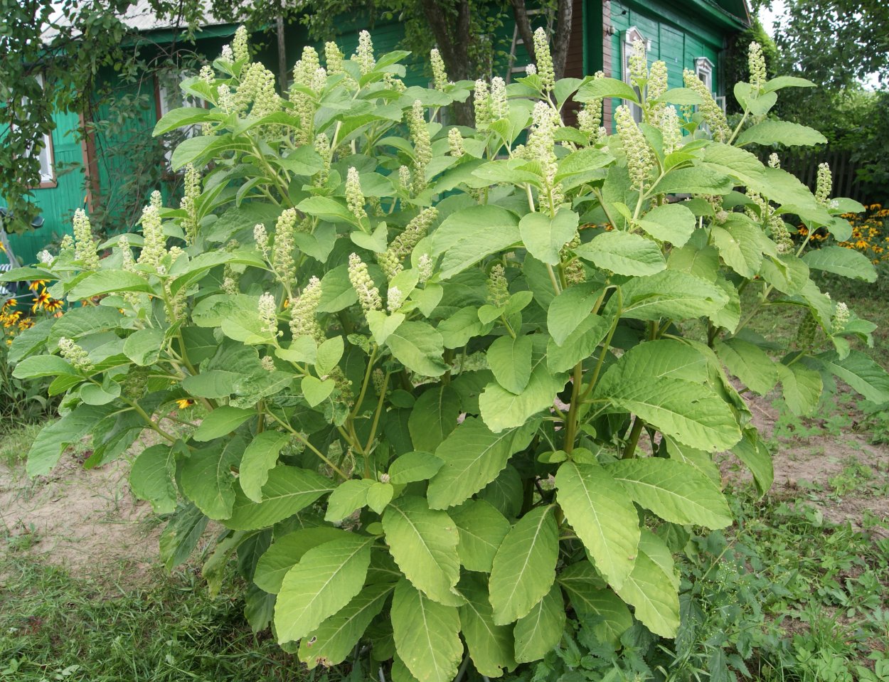 Лаконос куст