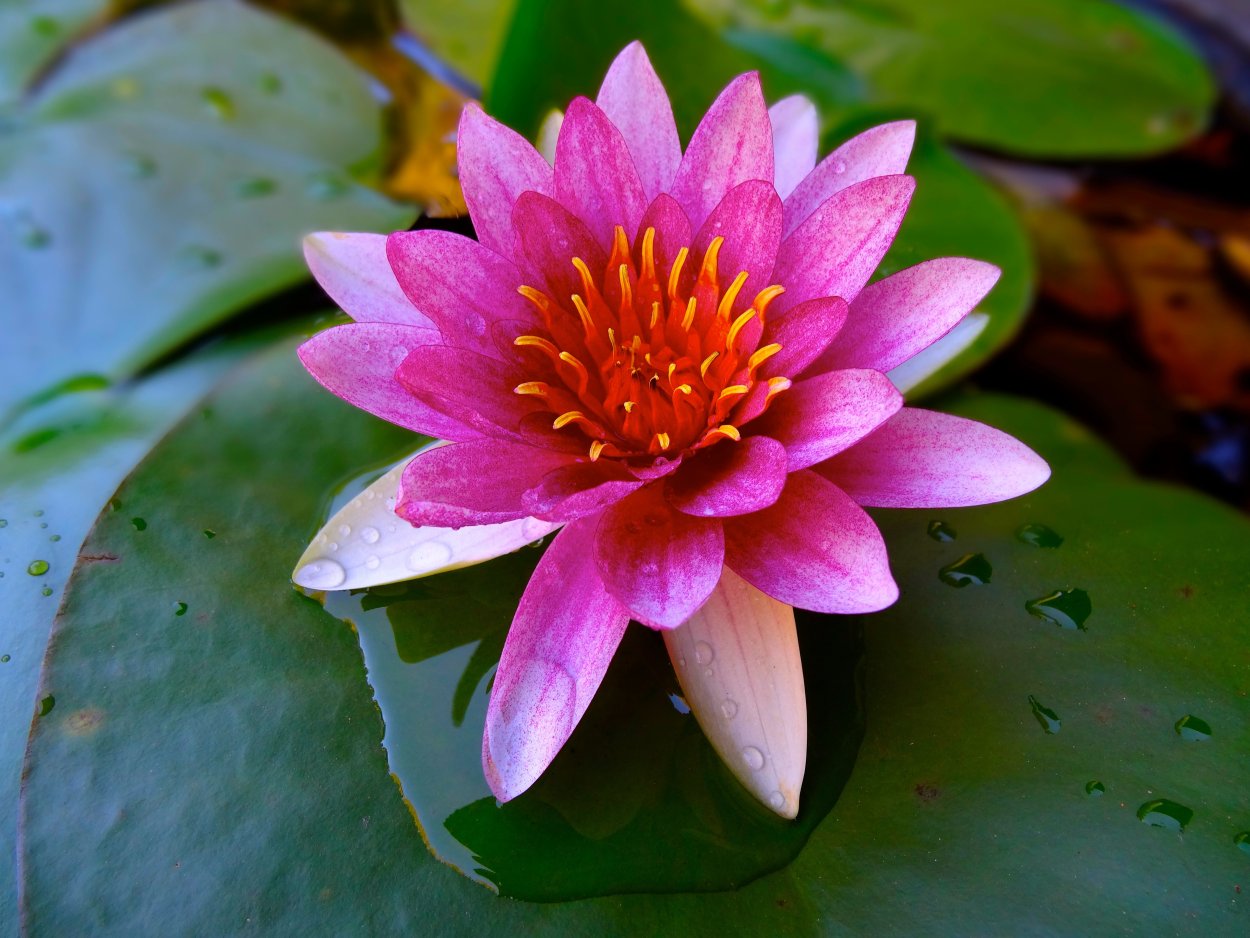 Розовый Лотос Nelumbo nucifera