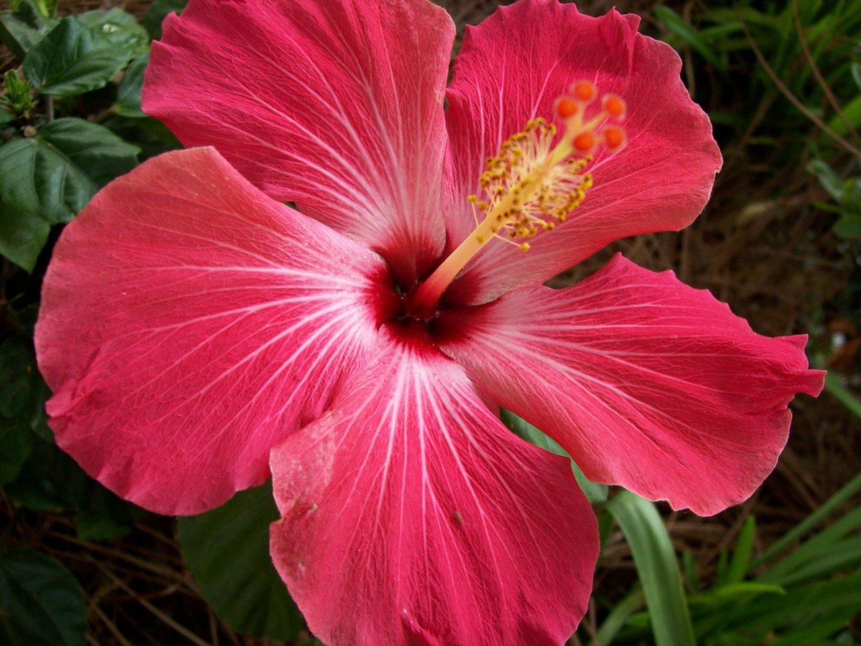 Hibiscus цветок