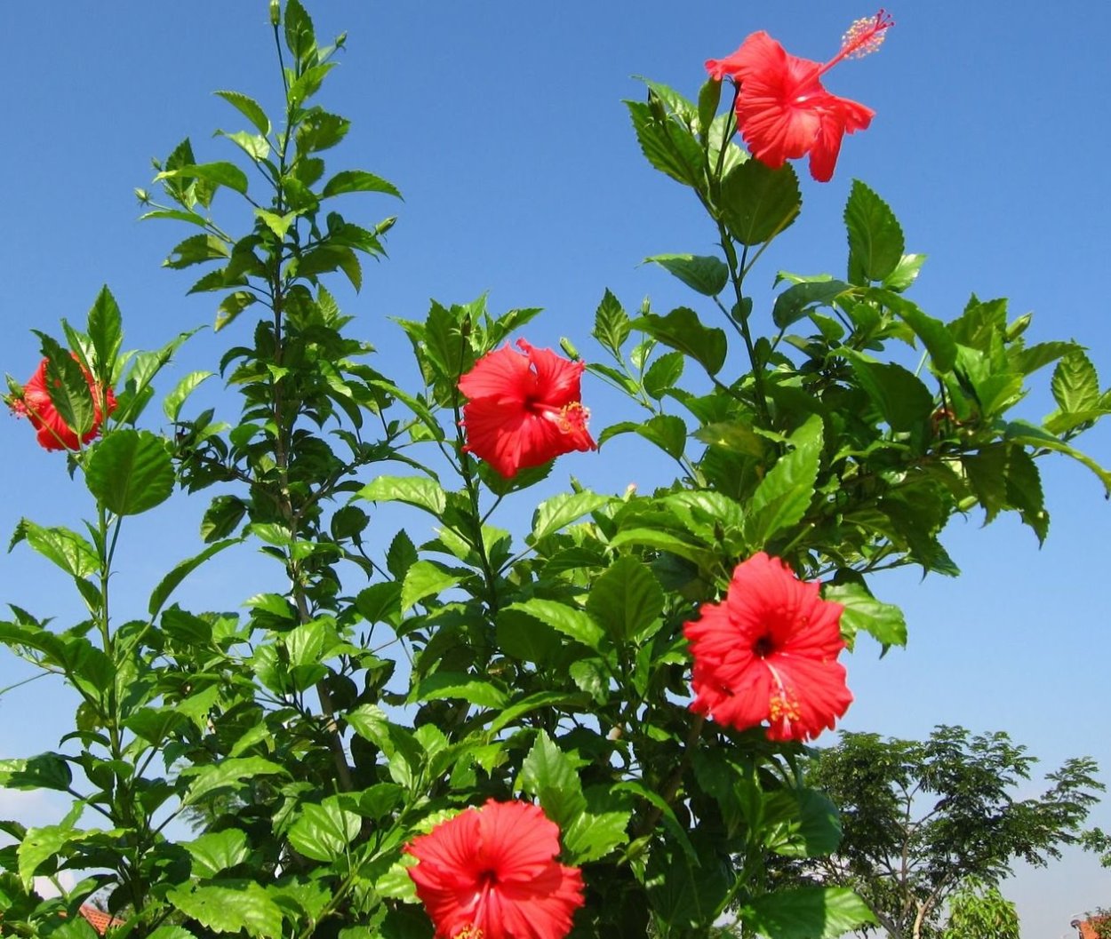 Гибискус роза sinensis
